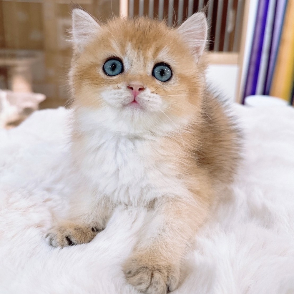 【已有家】英國短毛貓