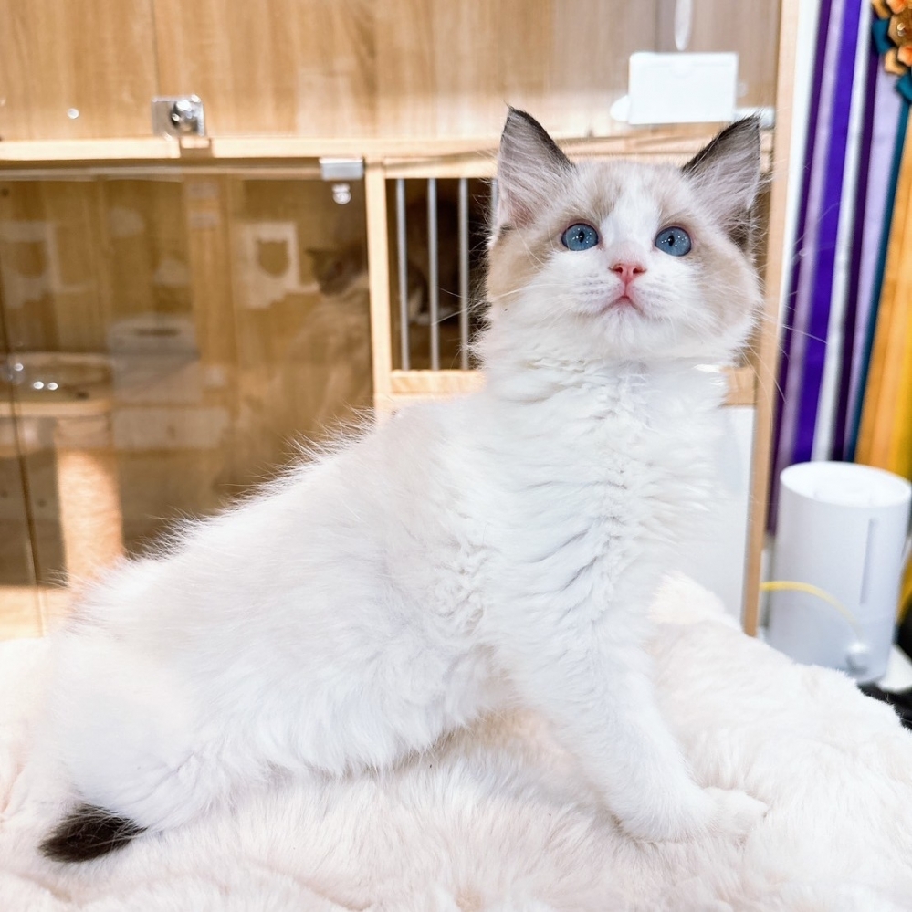 【已有家】布偶貓