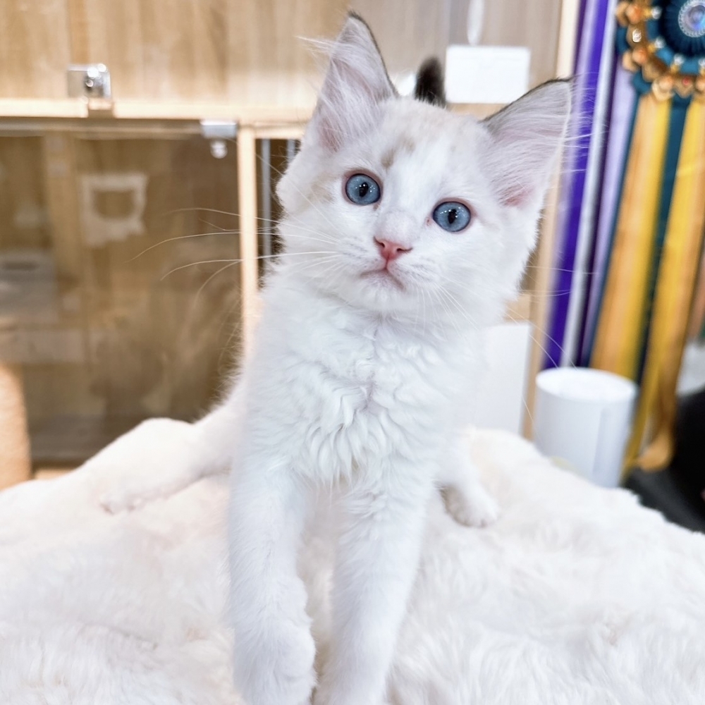 【已有家】布偶貓