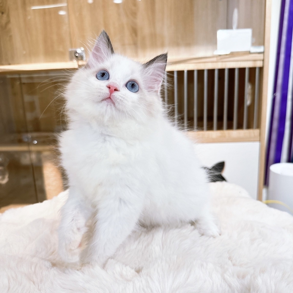 【已有家】布偶貓