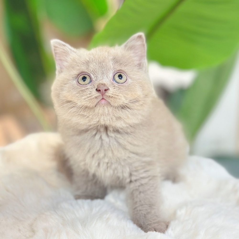 【已有家】英國短毛貓