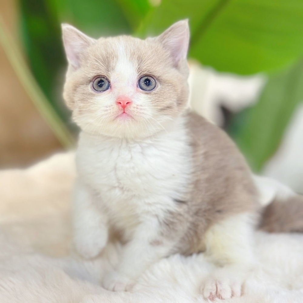 【已有家】英國短毛貓