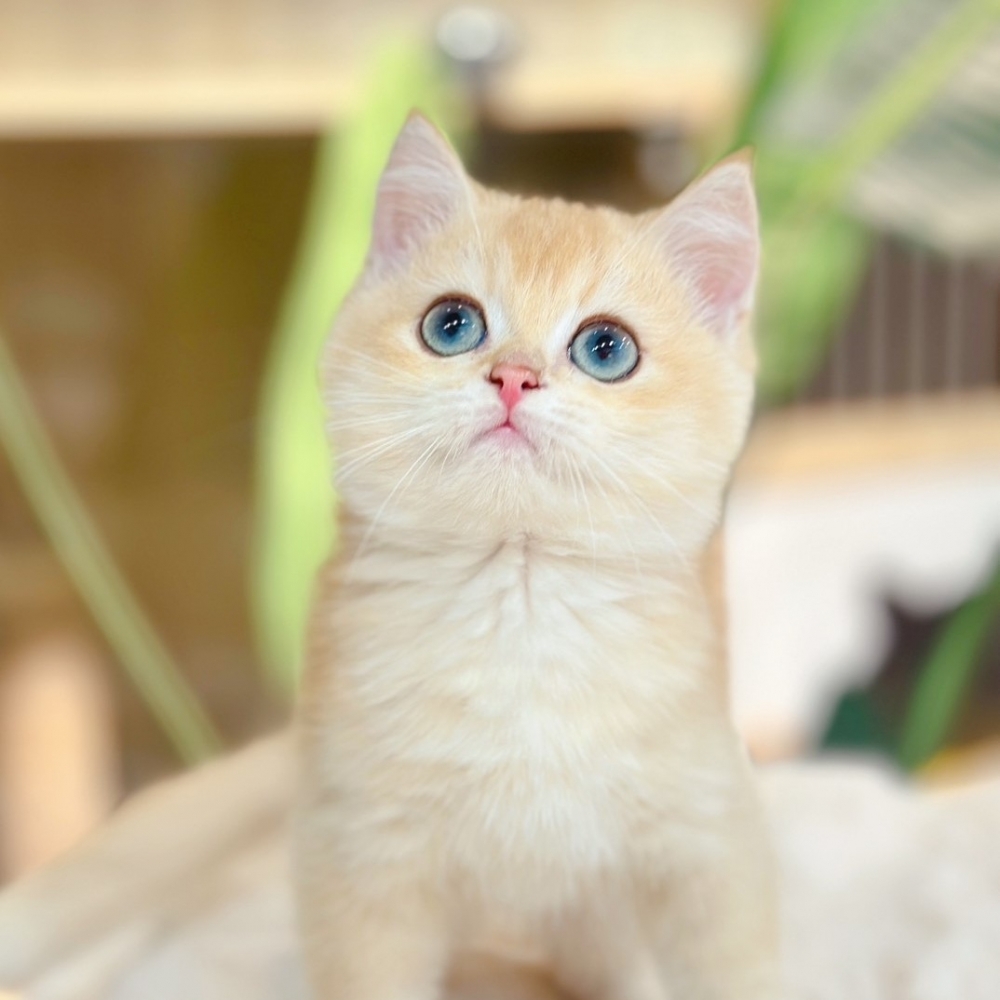 【已有家】英國短毛貓