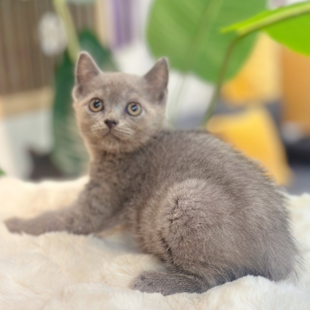 【已有家】英國短毛貓