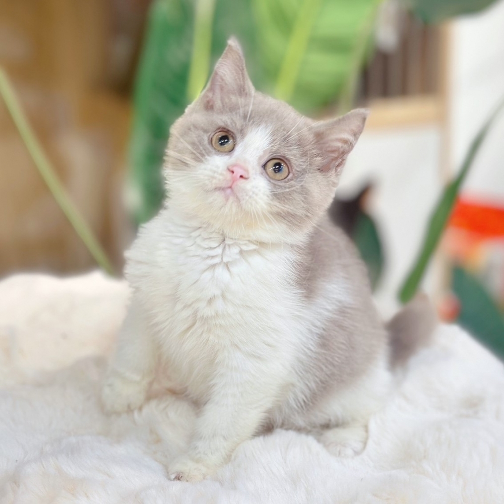 【已有家】英國短毛貓