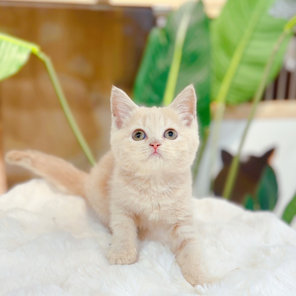 【已有家】英國短毛貓