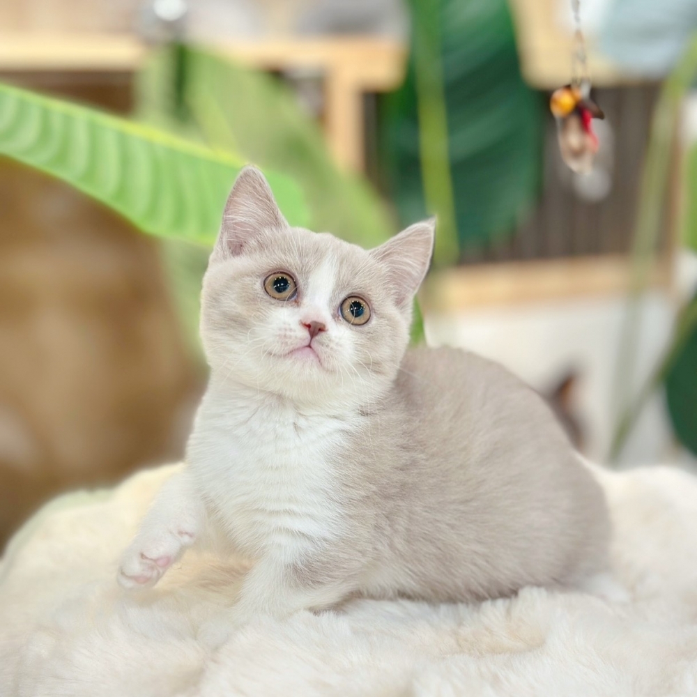 【已有家】曼赤肯