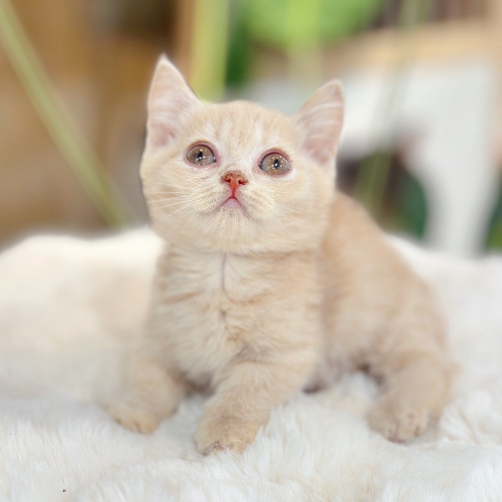 【已有家】曼赤肯