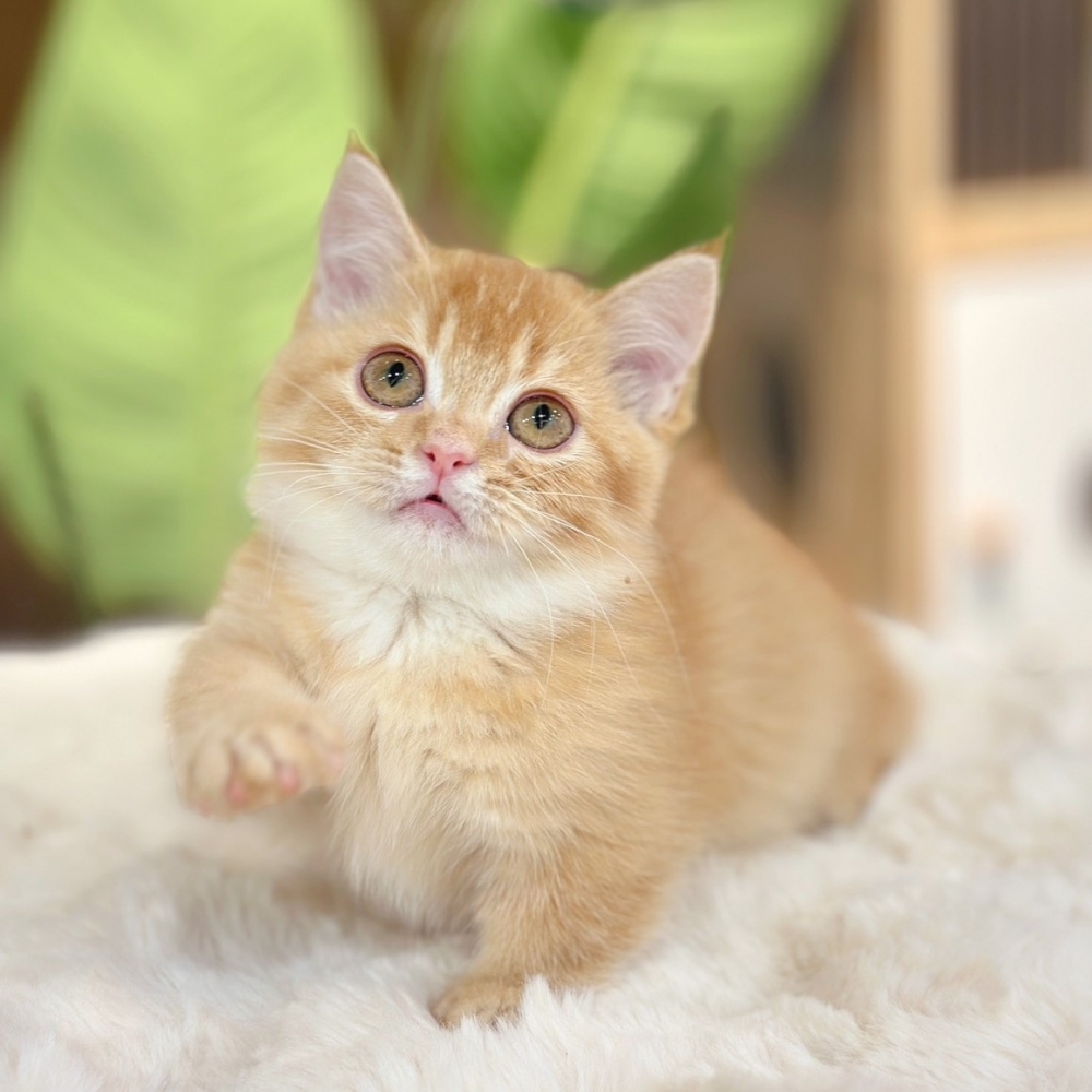 【已有家】曼赤肯