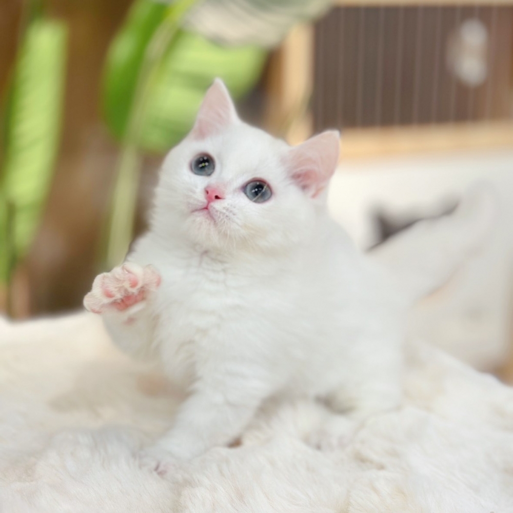 【已有家】曼赤肯