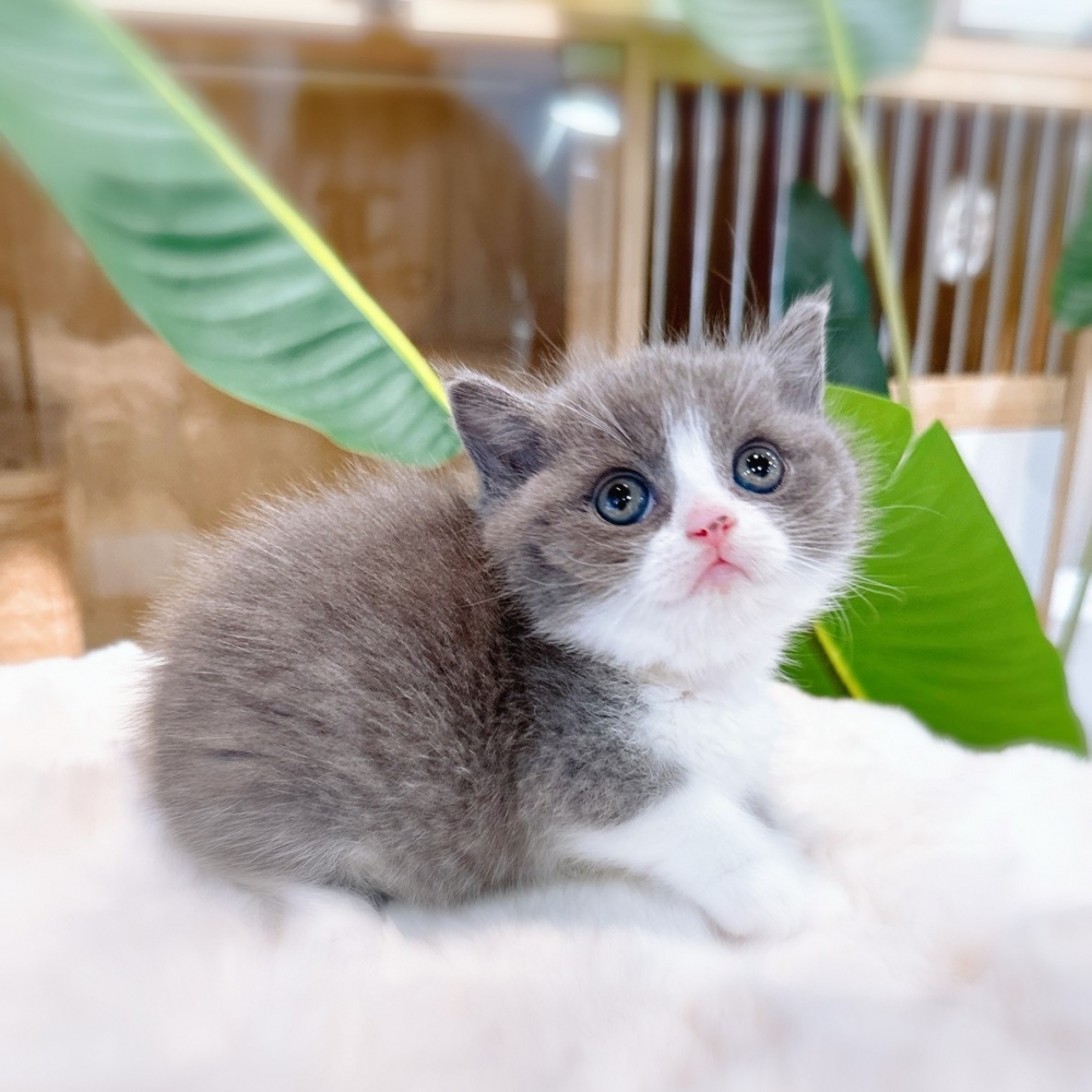 【已有家】曼赤肯