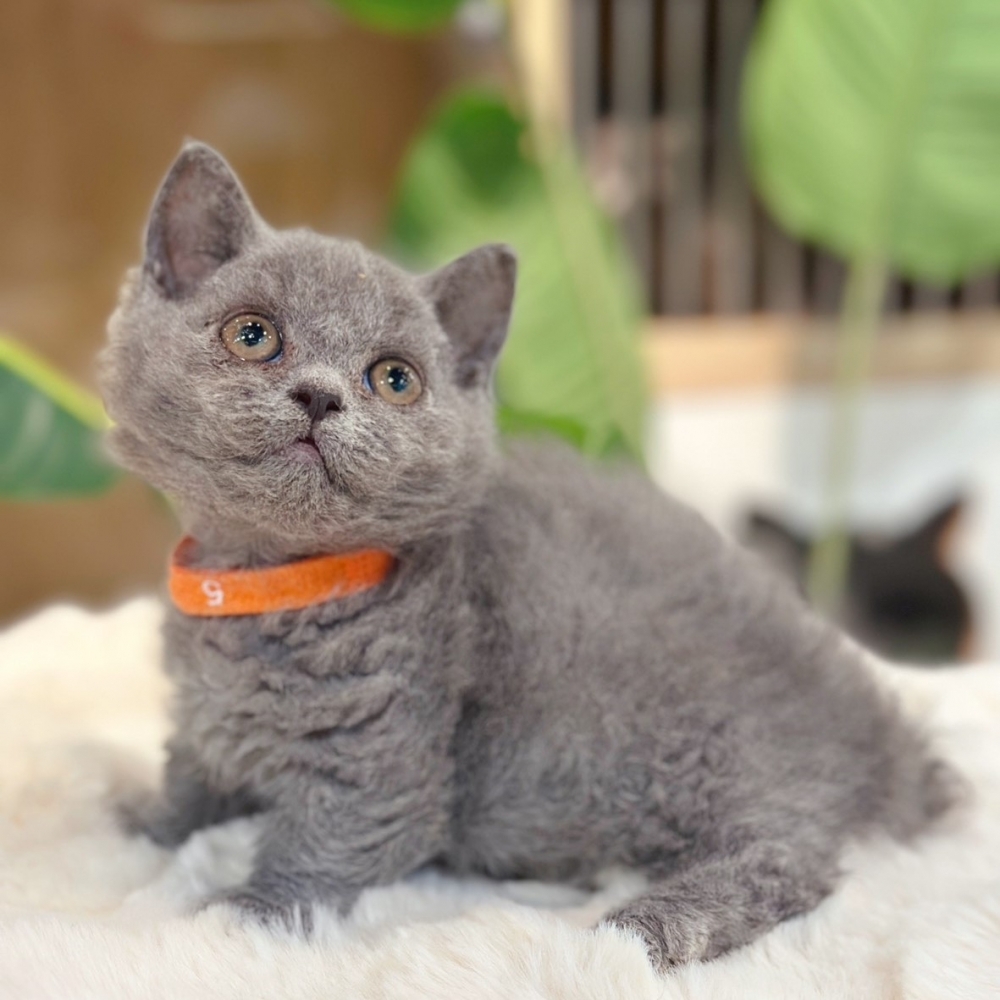 【已有家】曼赤肯