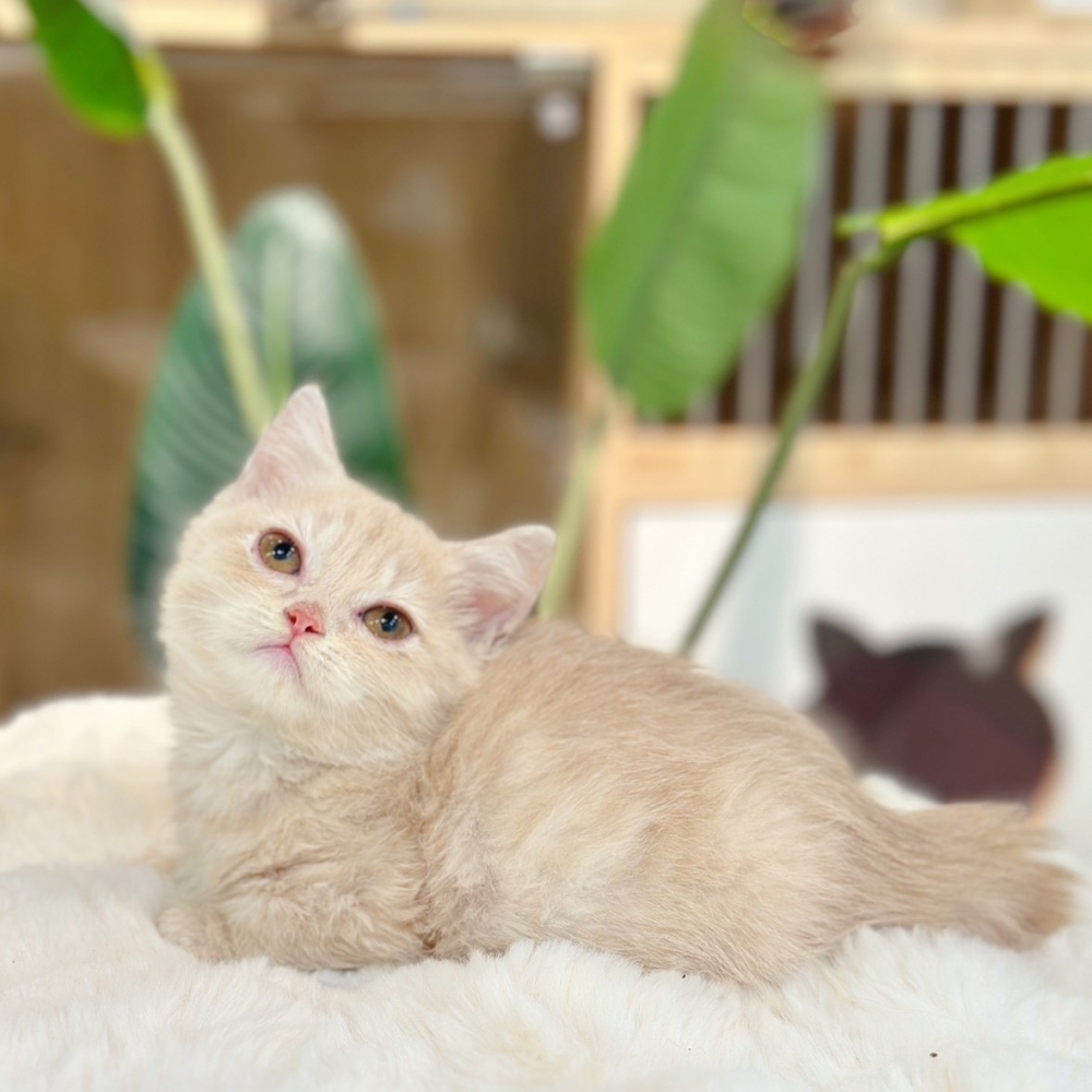 【已有家】曼赤肯