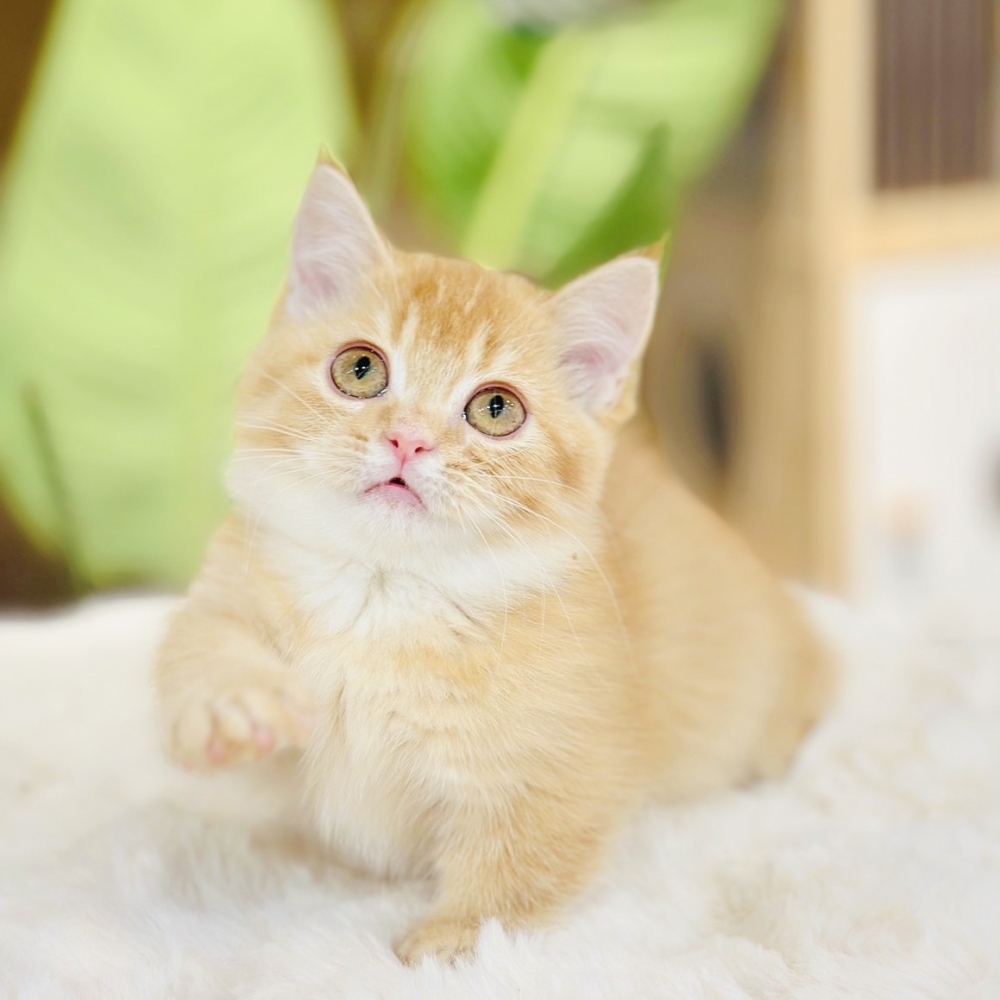 【已有家】曼赤肯