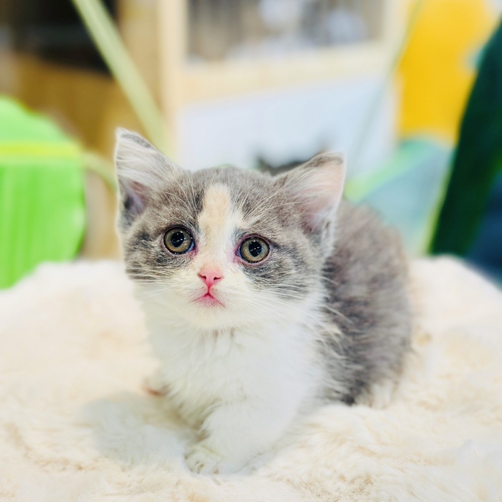 【已有家】曼赤肯