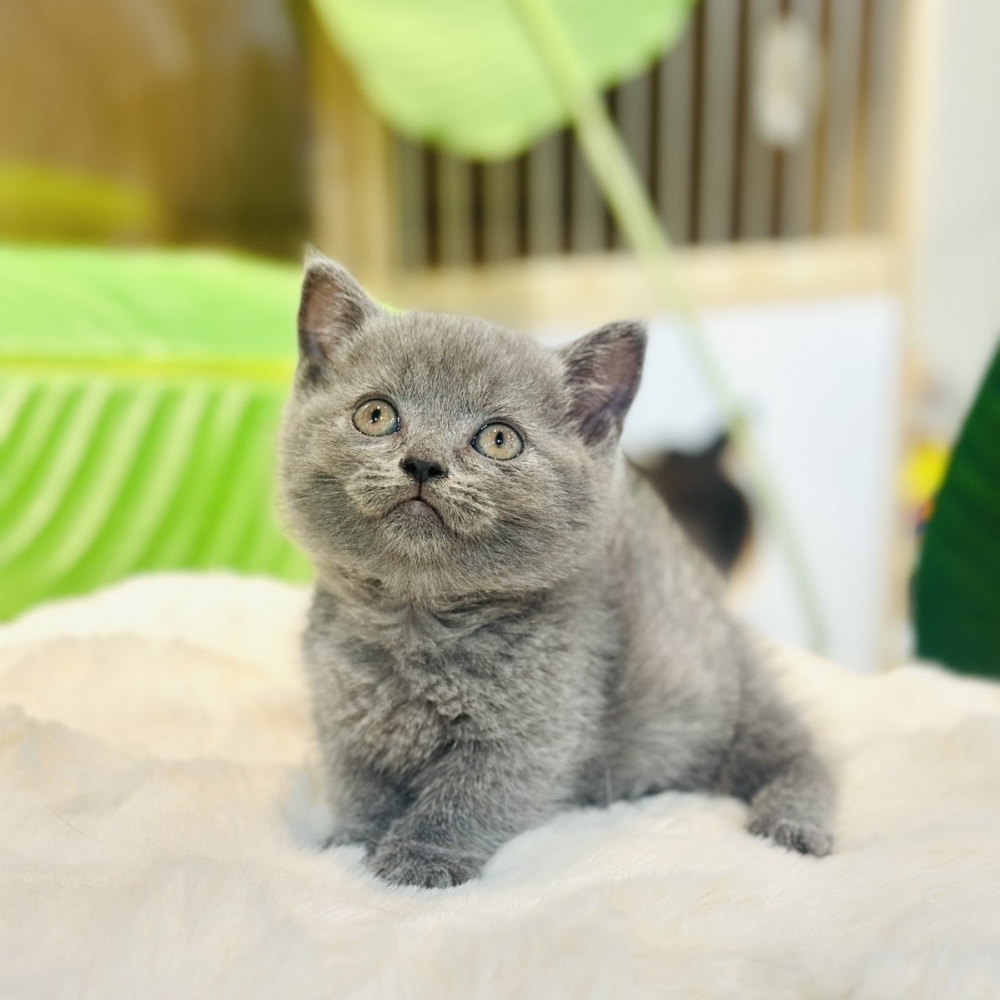 【已有家】曼赤肯