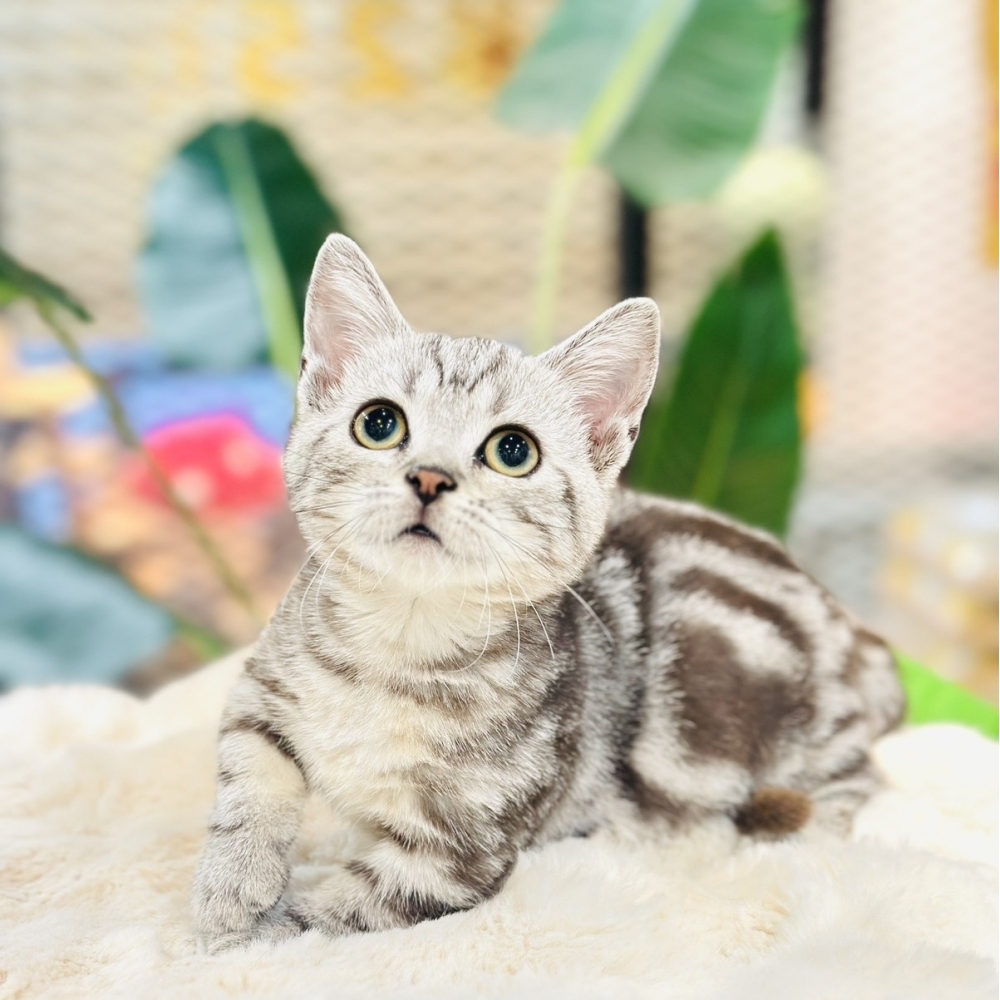 【已有家】曼赤肯