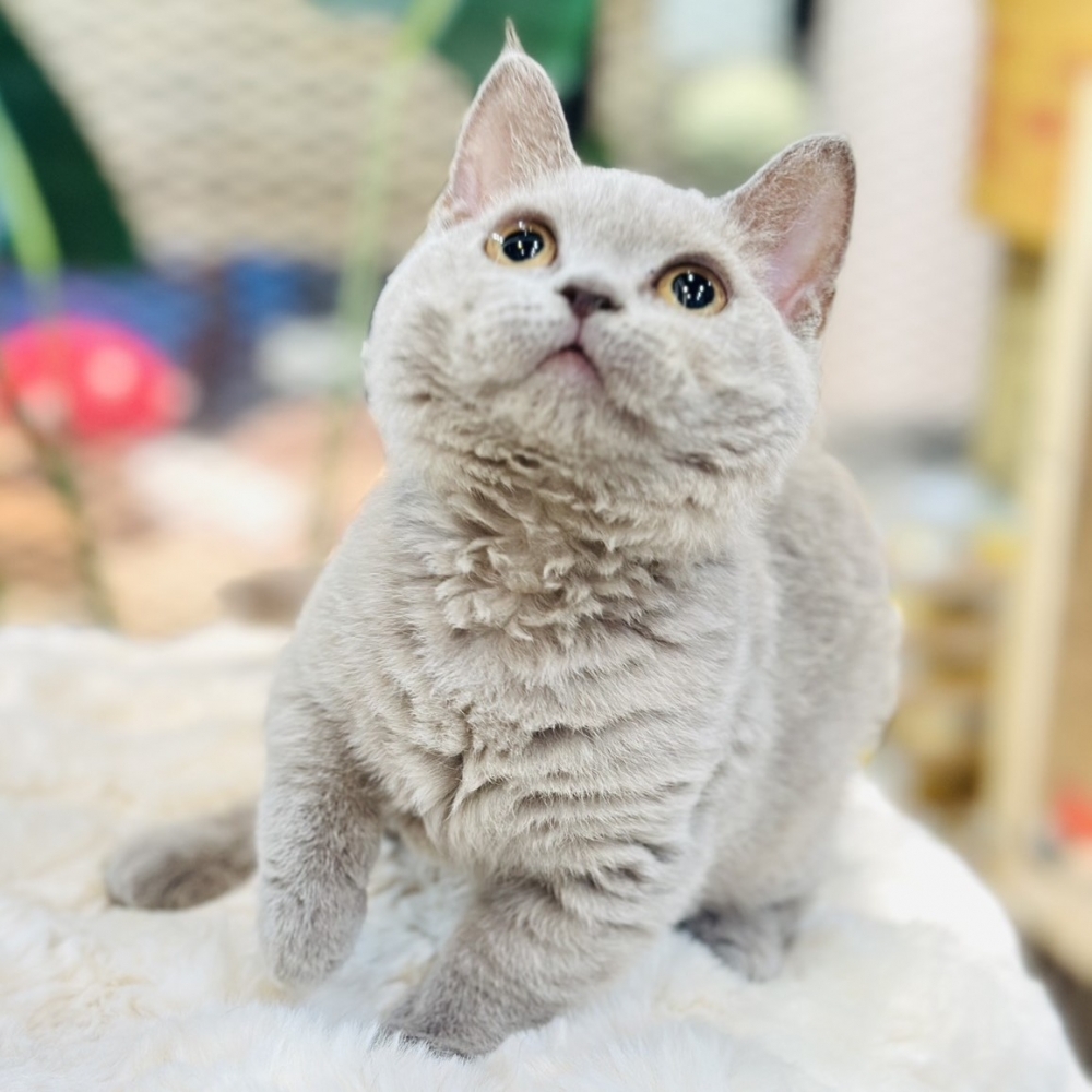 【已有家】曼赤肯