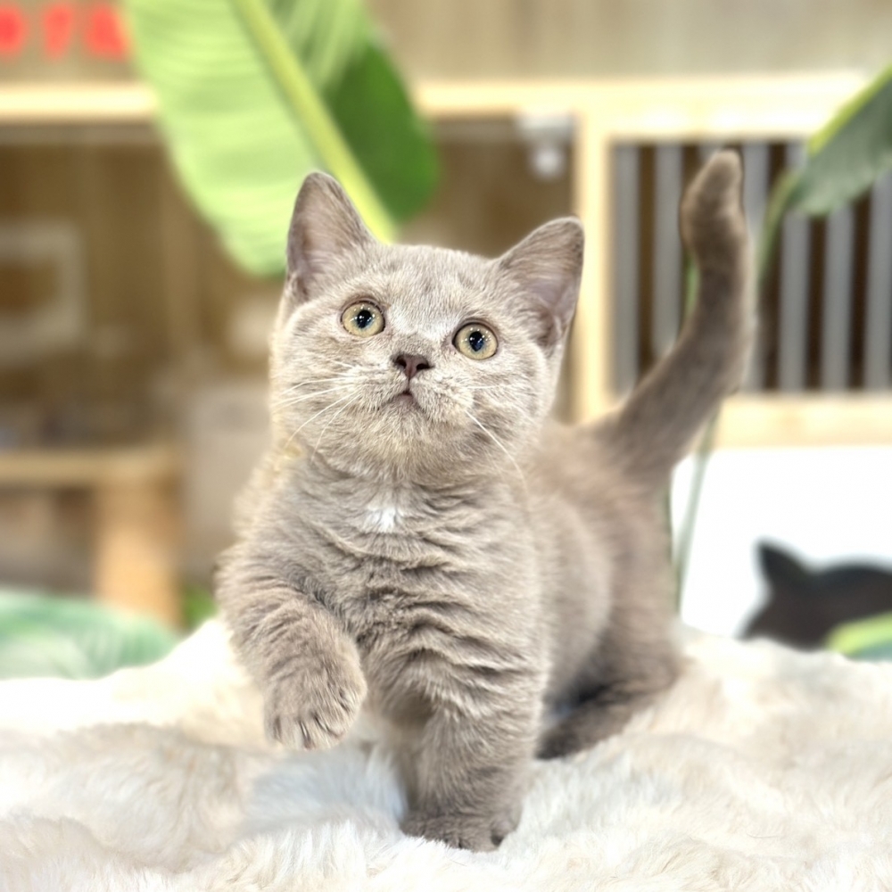 【已有家】曼赤肯