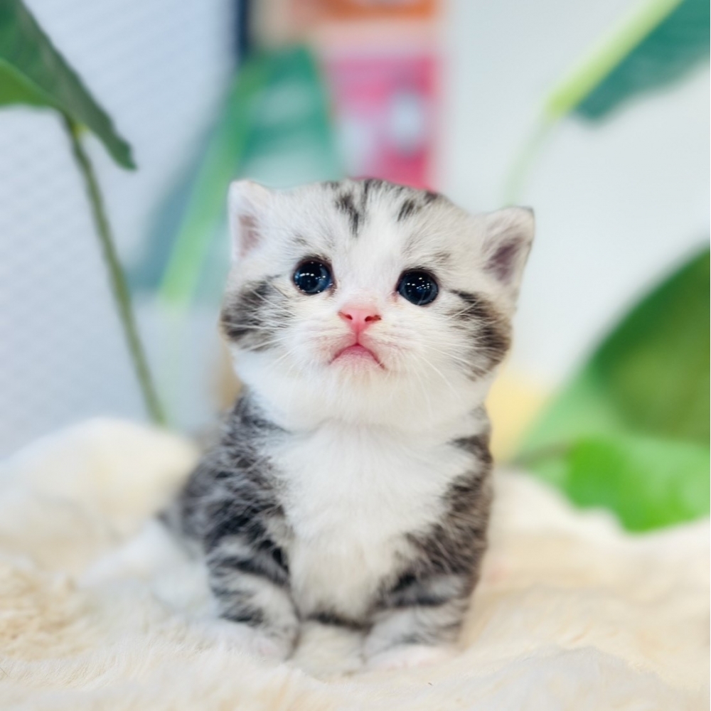 【已有家】曼赤肯