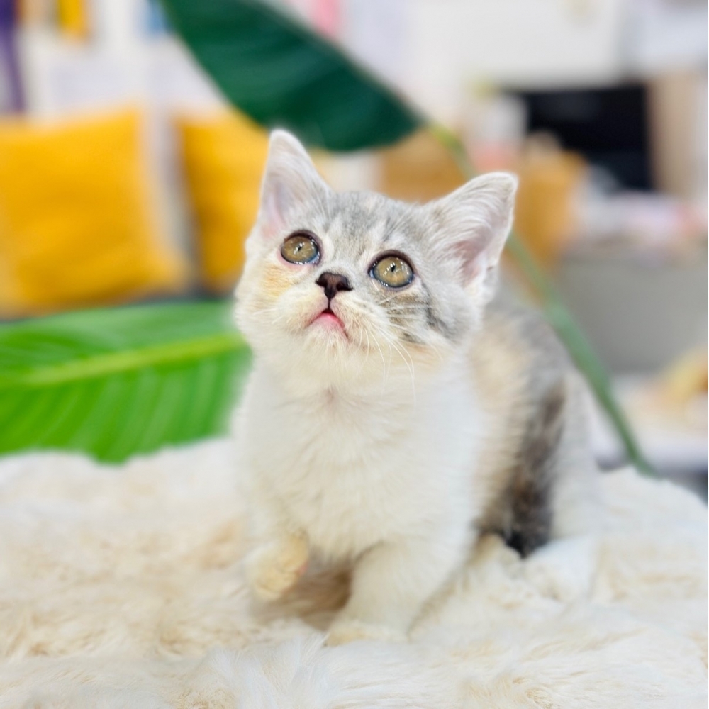 【已有家】曼赤肯