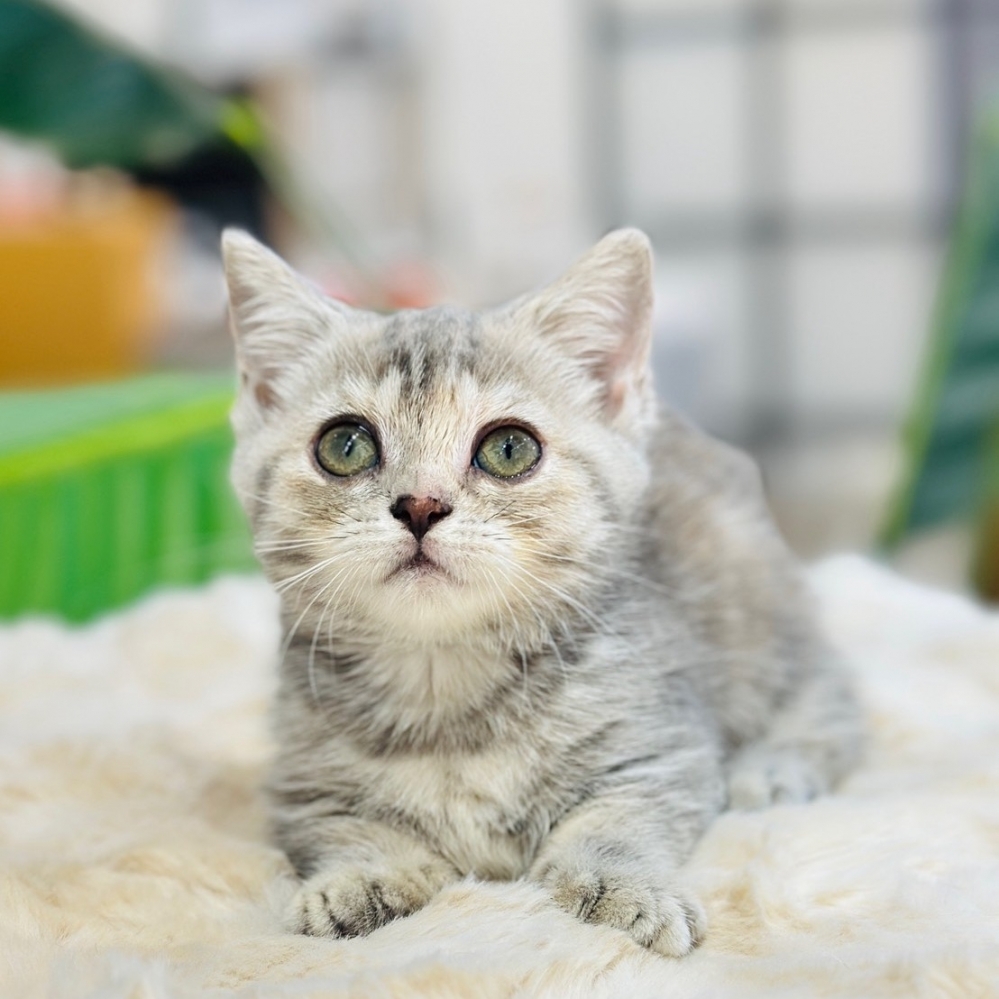 【已有家】曼赤肯