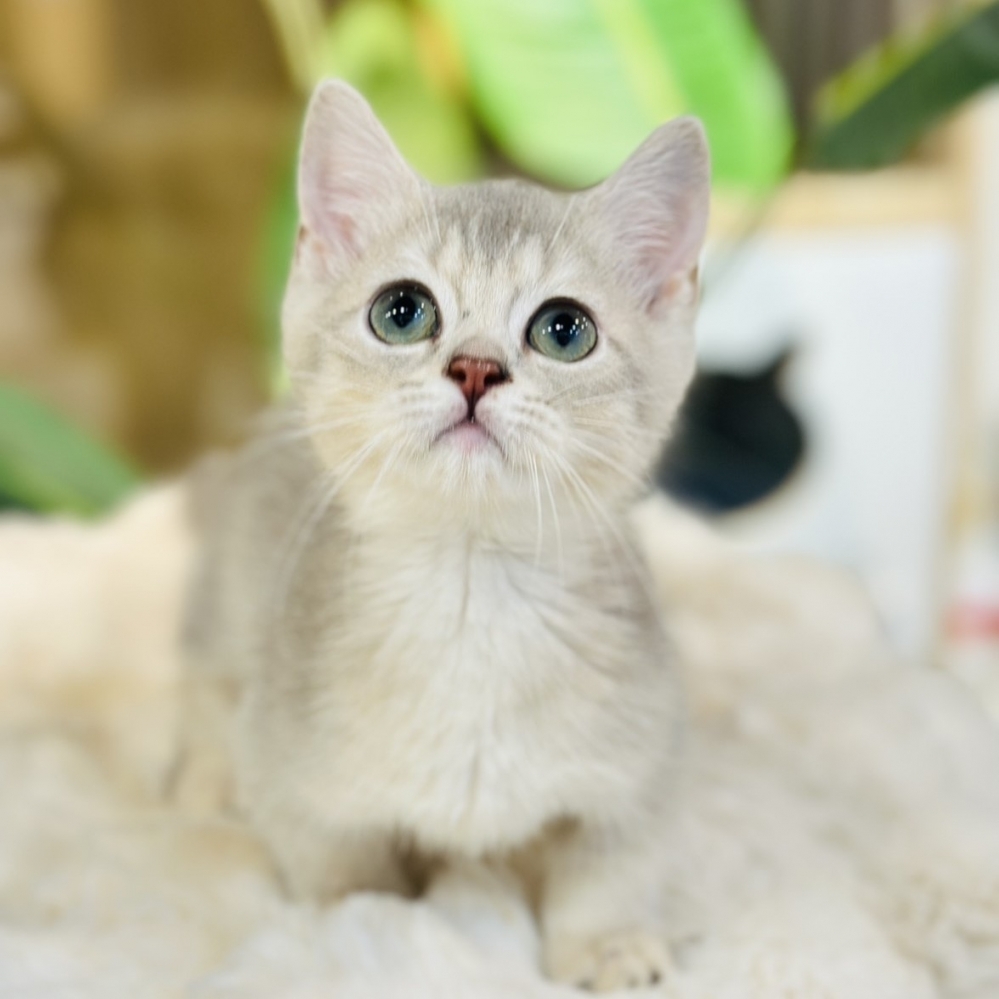 【已有家】曼赤肯