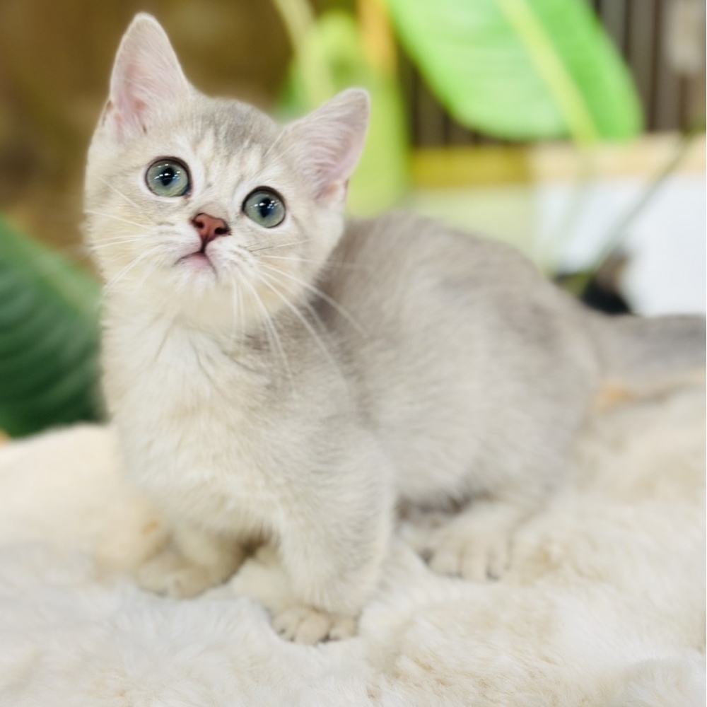 【已有家】曼赤肯