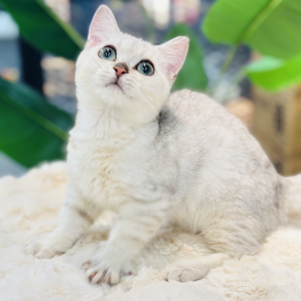 【已有家】曼赤肯