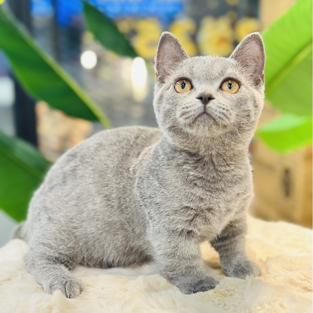 【已有家】曼赤肯