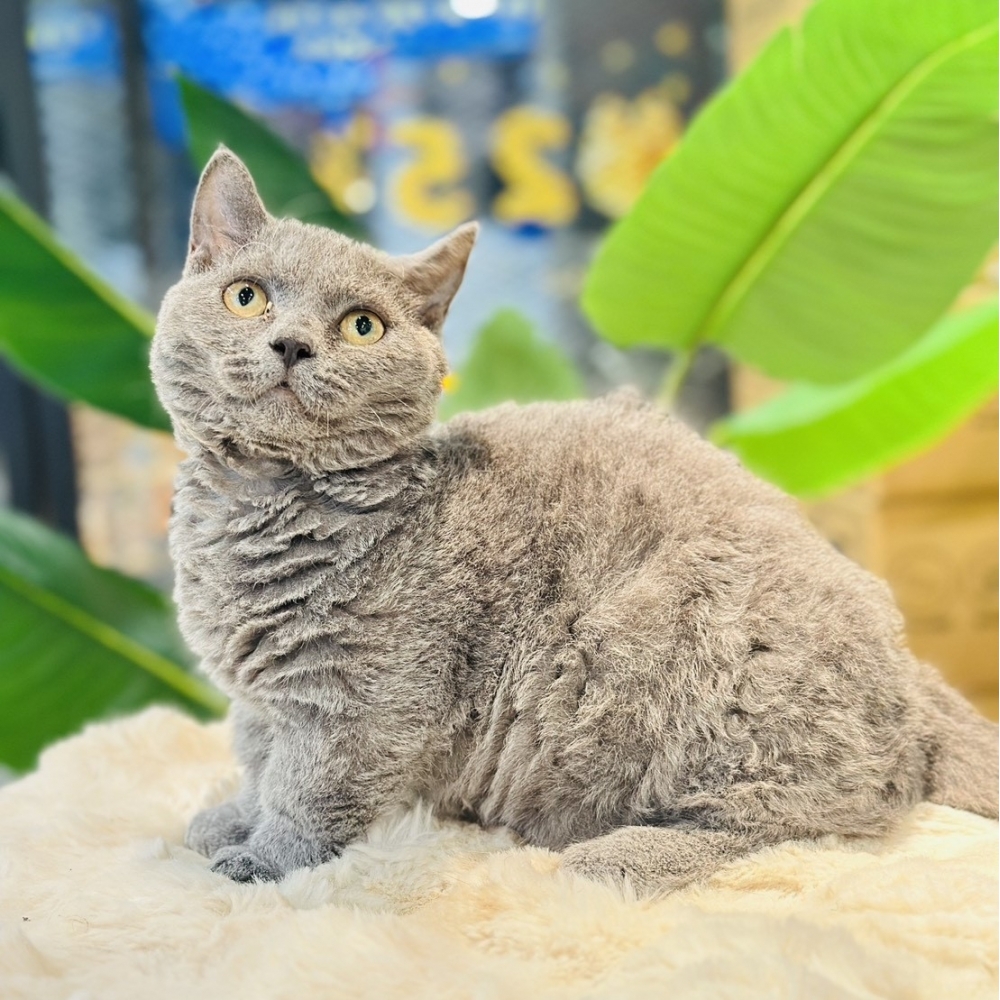 【已有家】曼赤肯