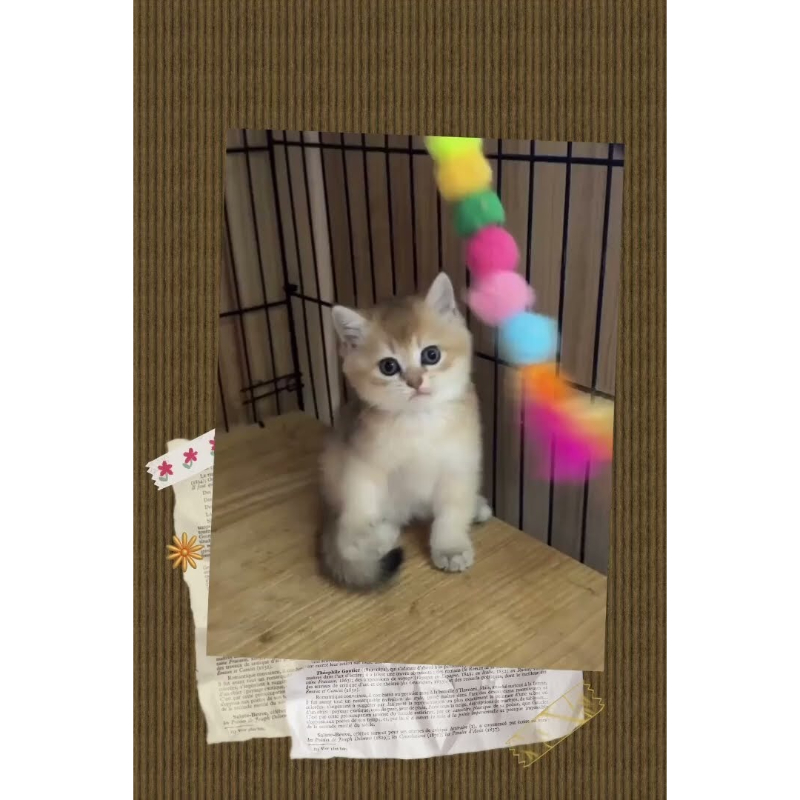 金漸層英短公
