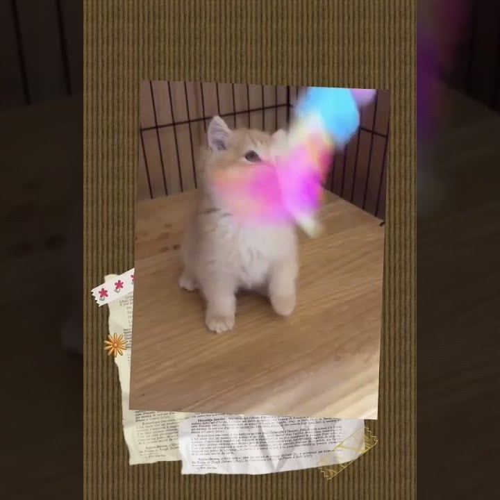 金漸層英短公
