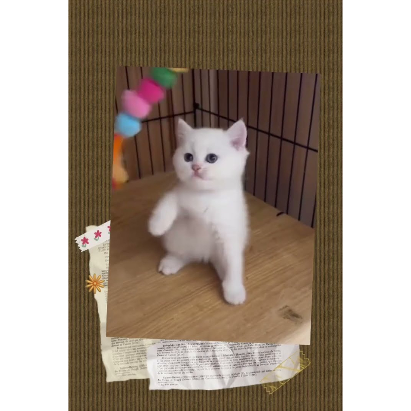 金點漸層英短公