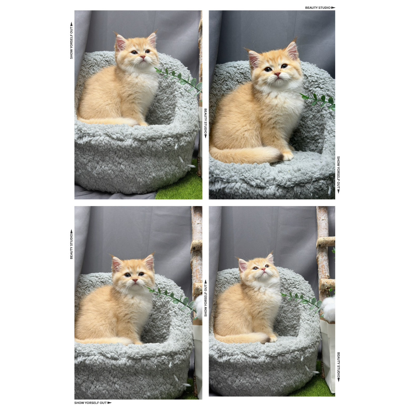 巧金漸層英短公