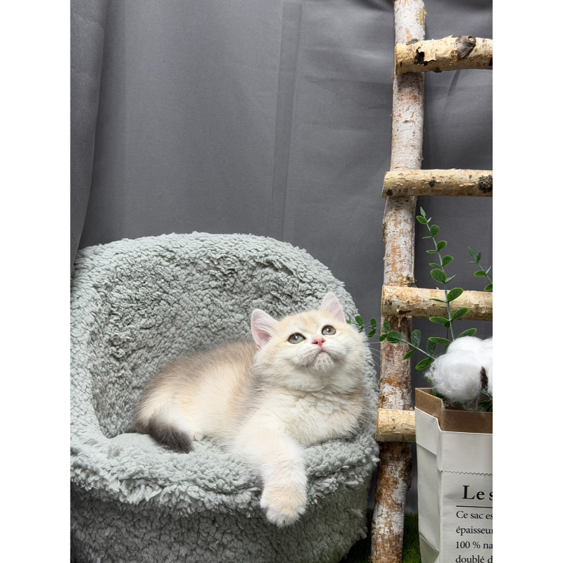 藍金漸層英短母