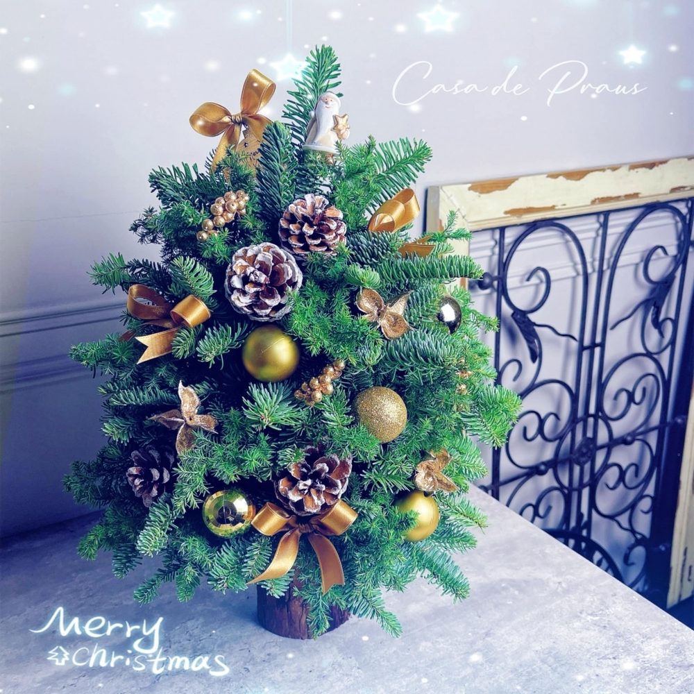 50公分新鮮諾貝松聖