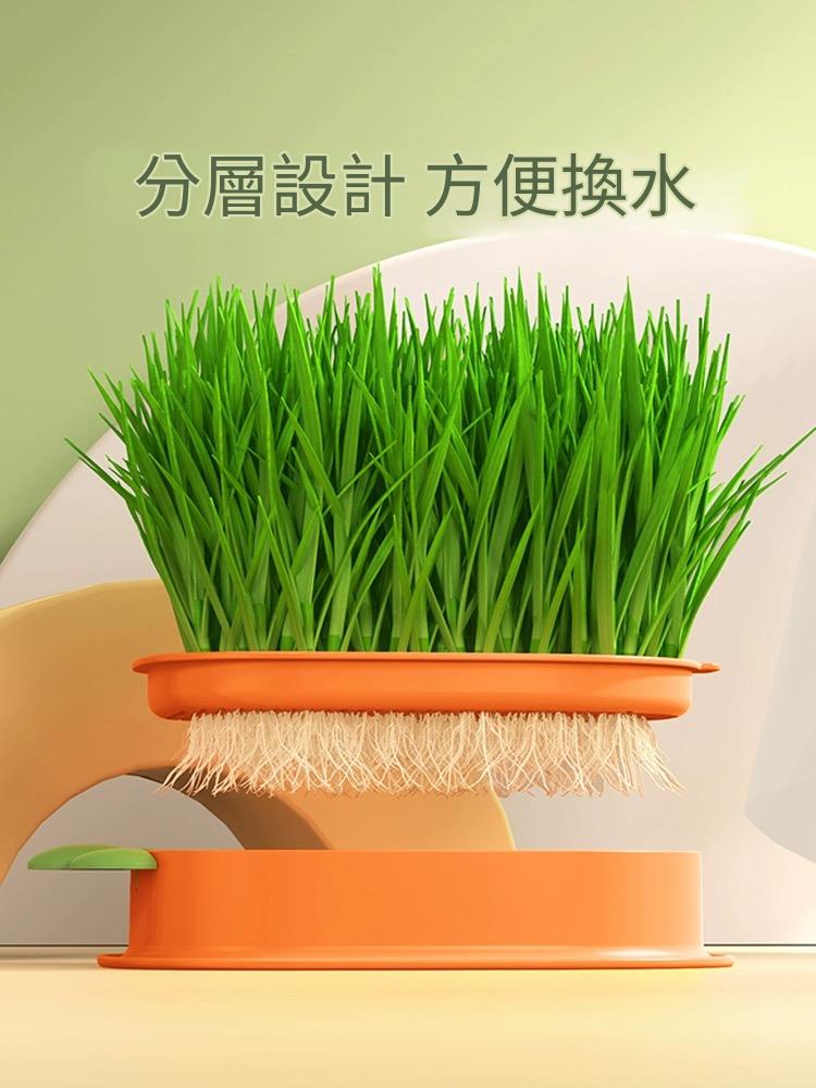 紅蘿蔔水耕貓草盆