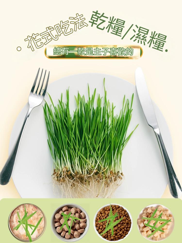 紅蘿蔔水耕貓草盆