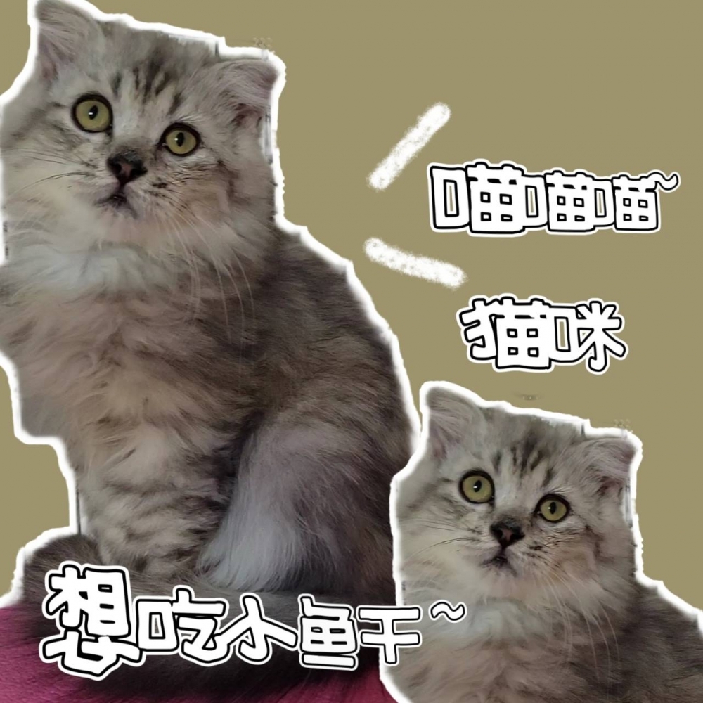 金吉拉幼貓