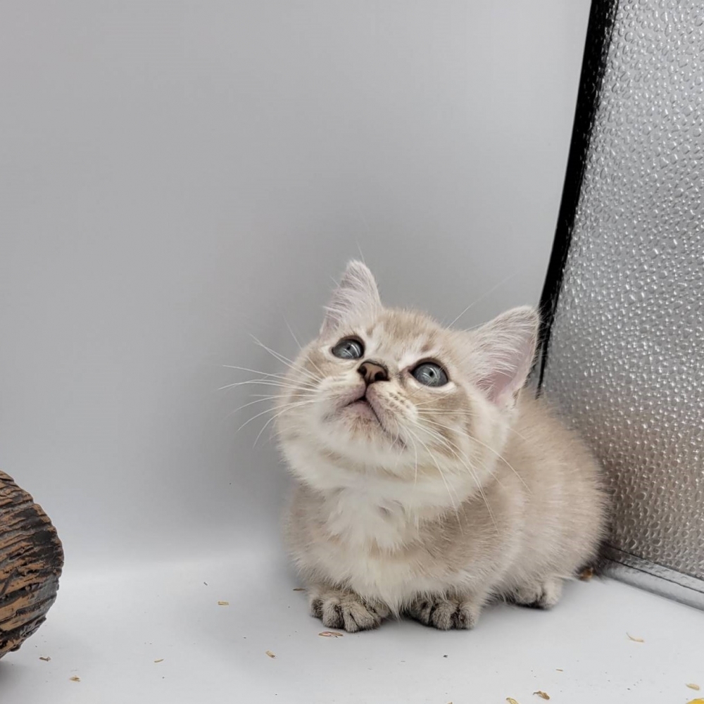 紫丁香虎斑曼赤肯