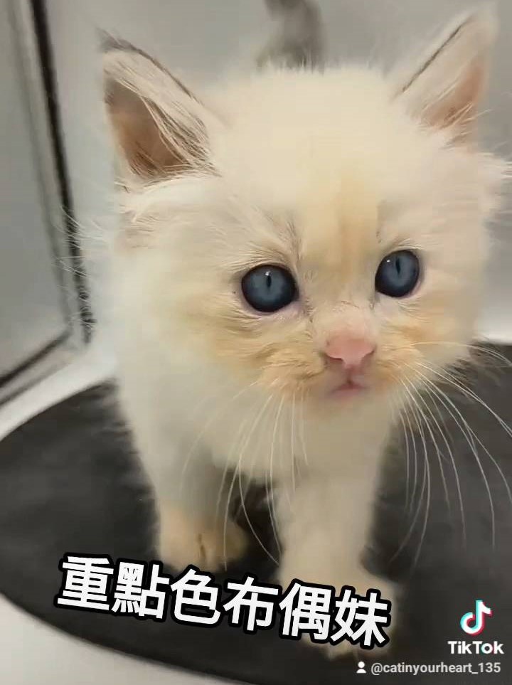 重點色布偶妹妹
