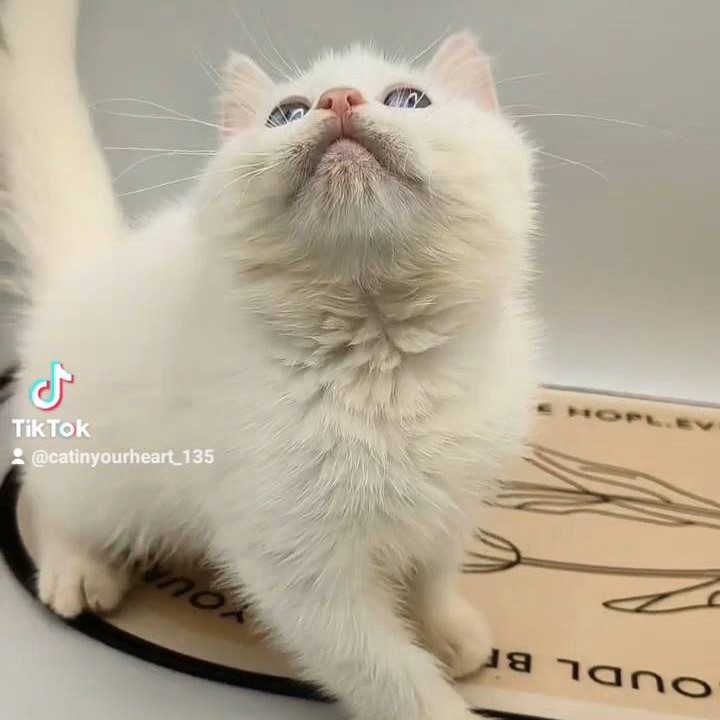 藍眼白英短弟弟