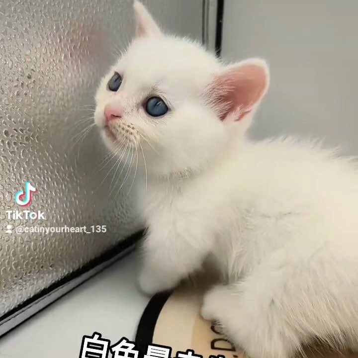 白色短腿曼赤肯弟弟