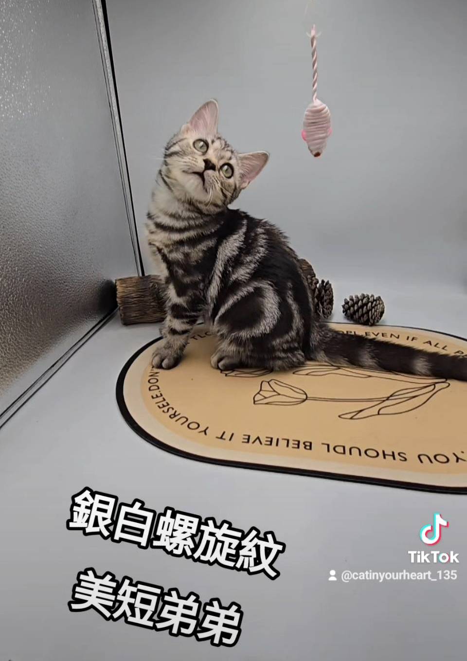 銀白螺旋紋美短弟弟