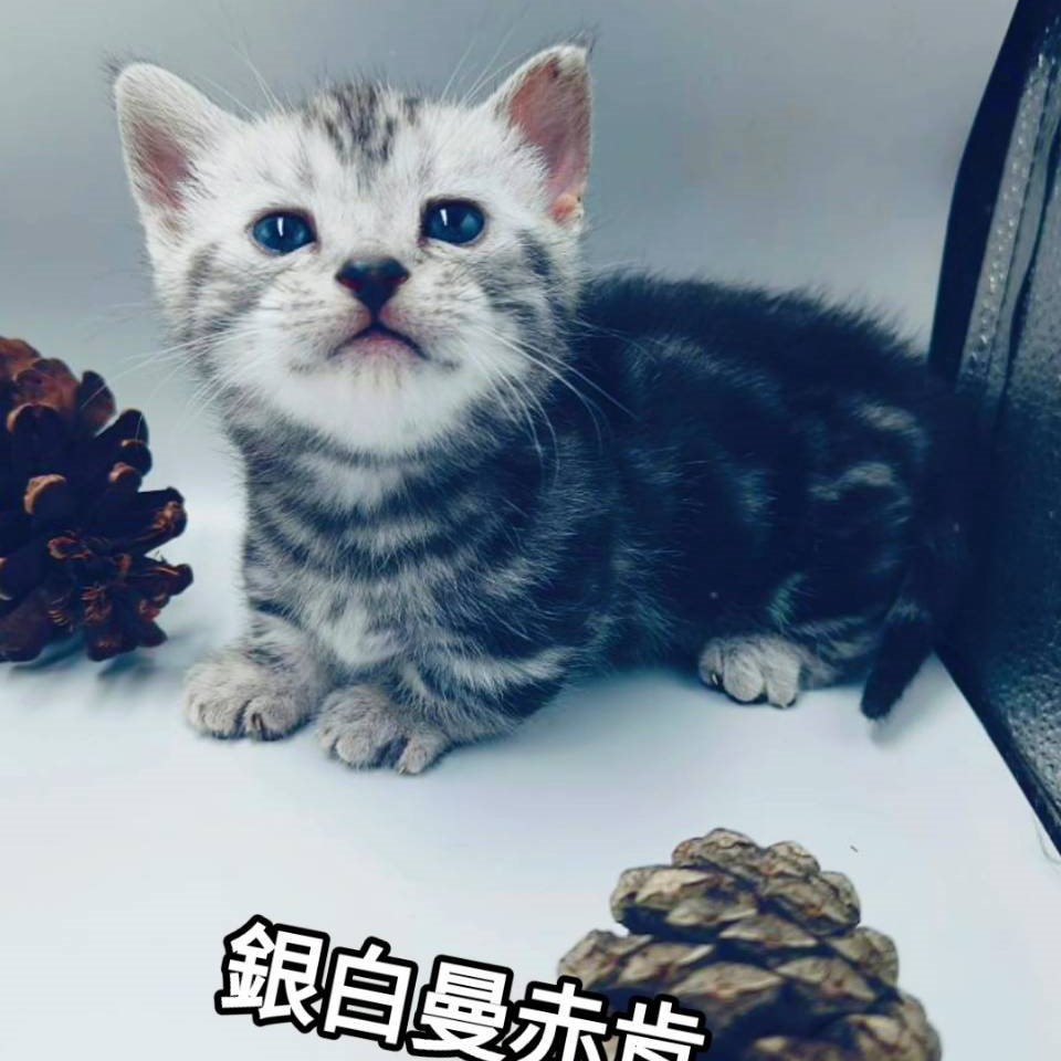 銀白曼赤肯短腿弟弟