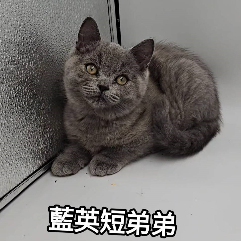 藍英短弟弟