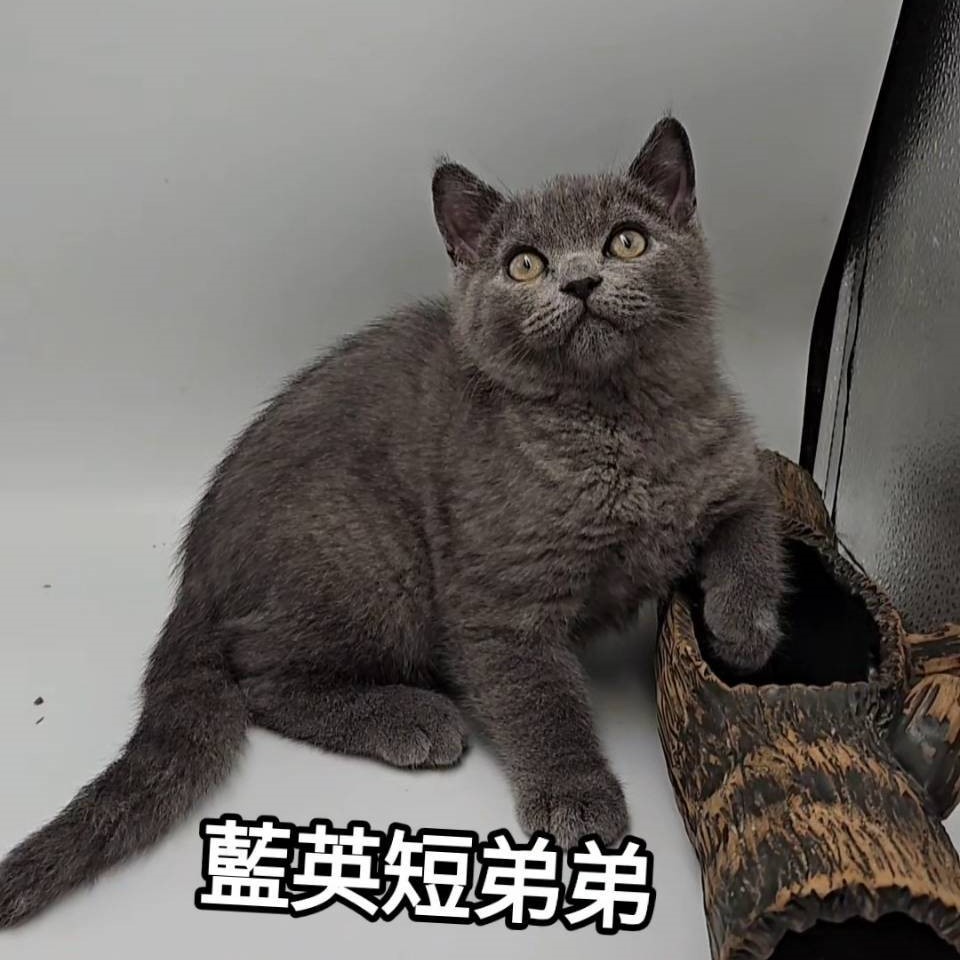 藍英短弟弟
