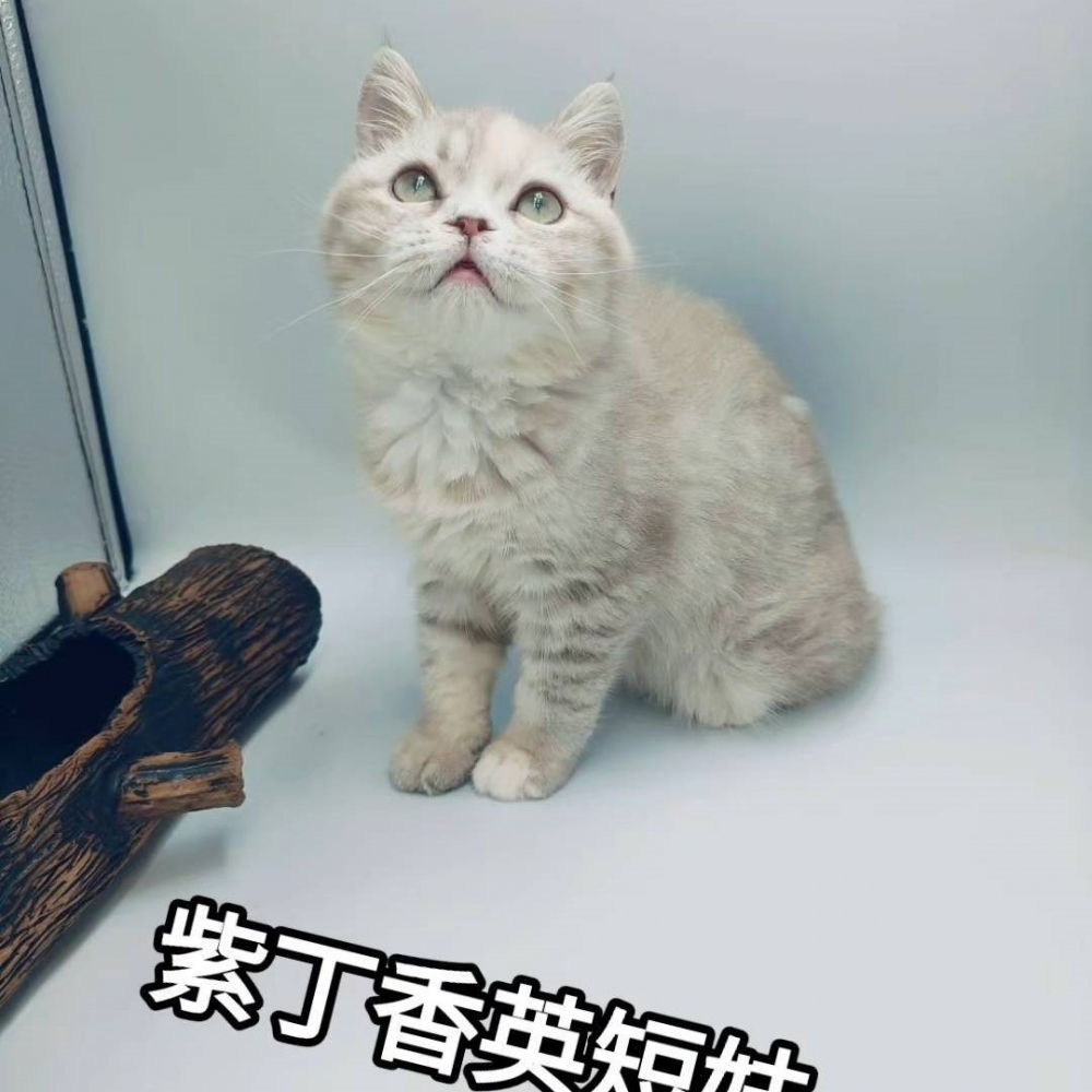 紫丁香英短妹