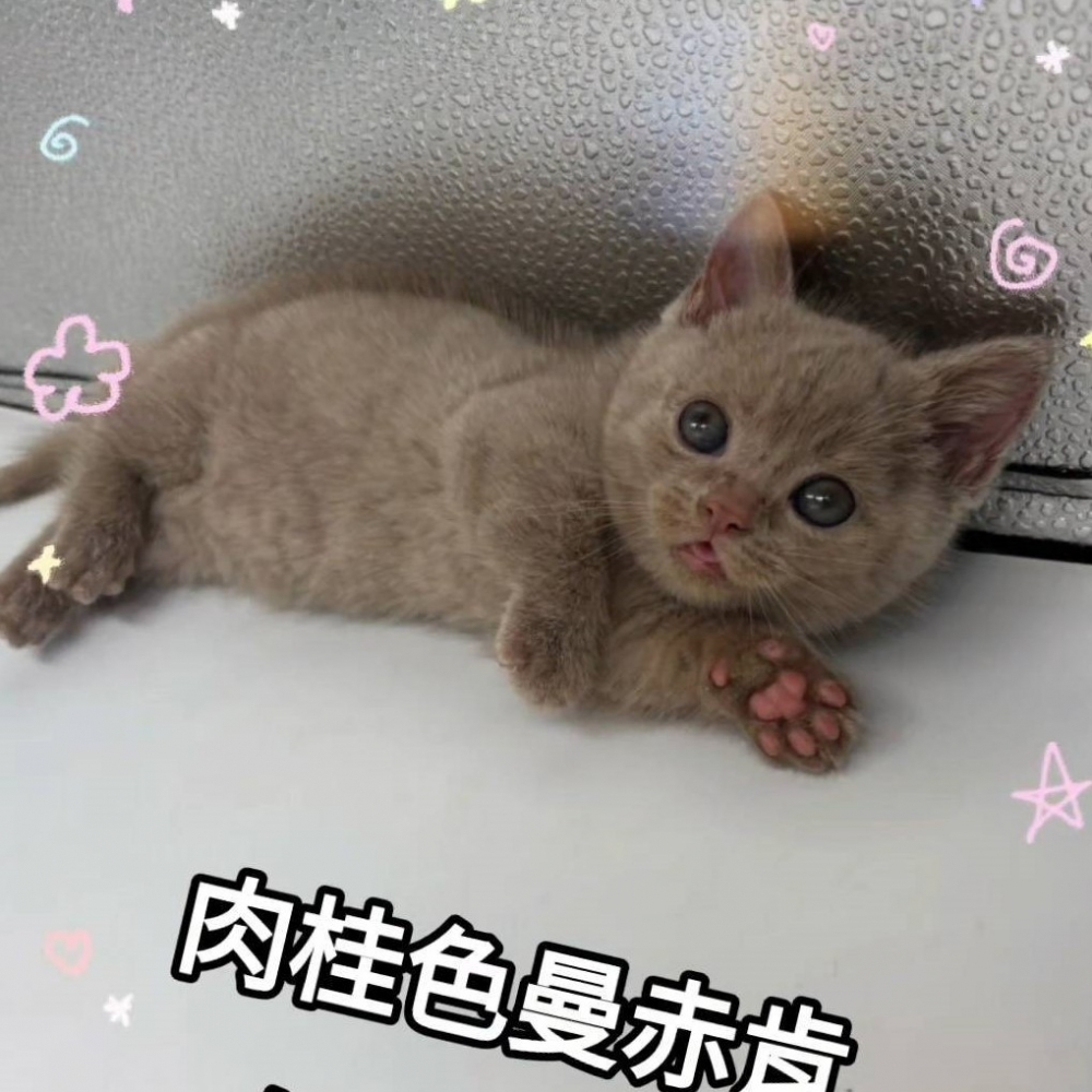 肉桂色曼赤肯短腿妹妹
